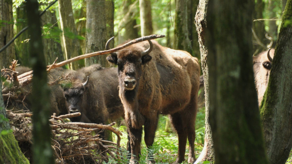 Poland wants to isolate itself from Belarus with a 200-kilometer steel wall. The new Iron Curtain should be ready by the end of June. It threatens one of the last great natural paradises in Europe. Especially lynx and wisent, who live there.