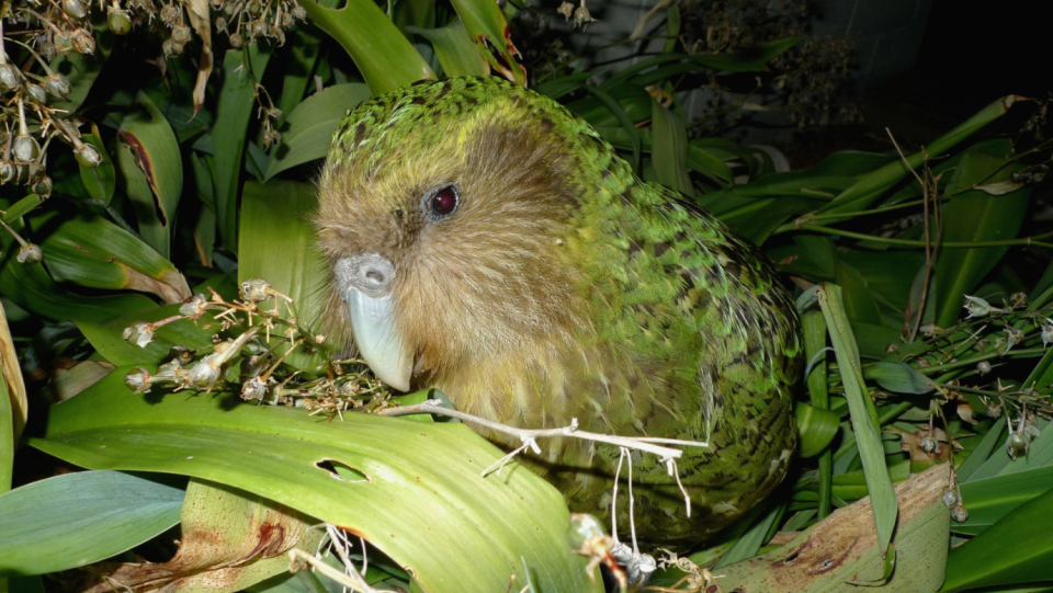 Sex muffle, genetic bottle neck, hungry predators: Kakapos now find it difficult to survive.
 But committed people do everything for the rescue of the species. "Spektrum.de" spoke to the German biologist Lara Urban, who intensively works on the protection program.