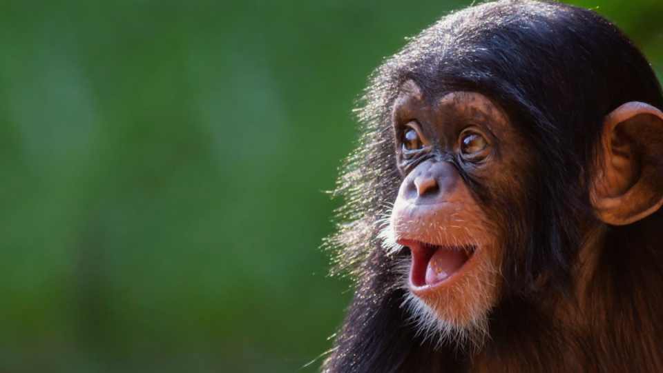 Because of individual, non -related sounds: chimpanzees structure their calls based on simple, grammar -like rules.
 This means that their language is more similar than believed.