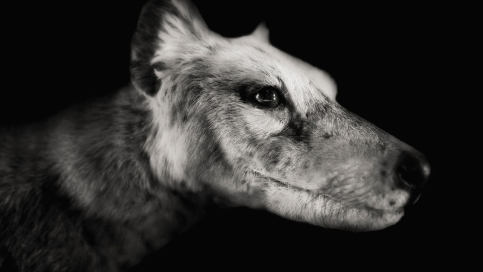 It was considered missing since 1936.
 Now the last known specimen of a Tasmanian tiger has been rediscovered in the Hofart Museum.