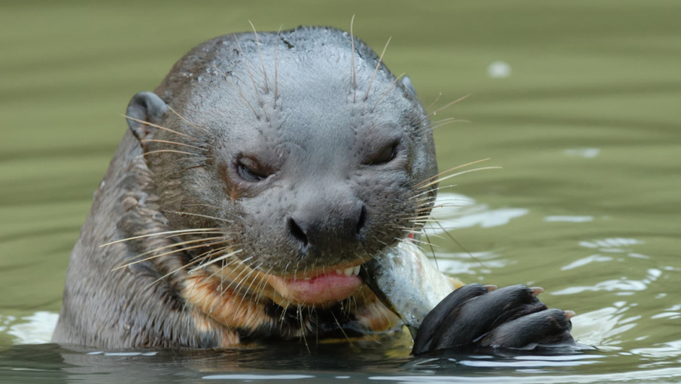 Probably, our ancestors encountered this animal, which eclipses all today's otters. However, it is unclear whether they had to fear the martens.