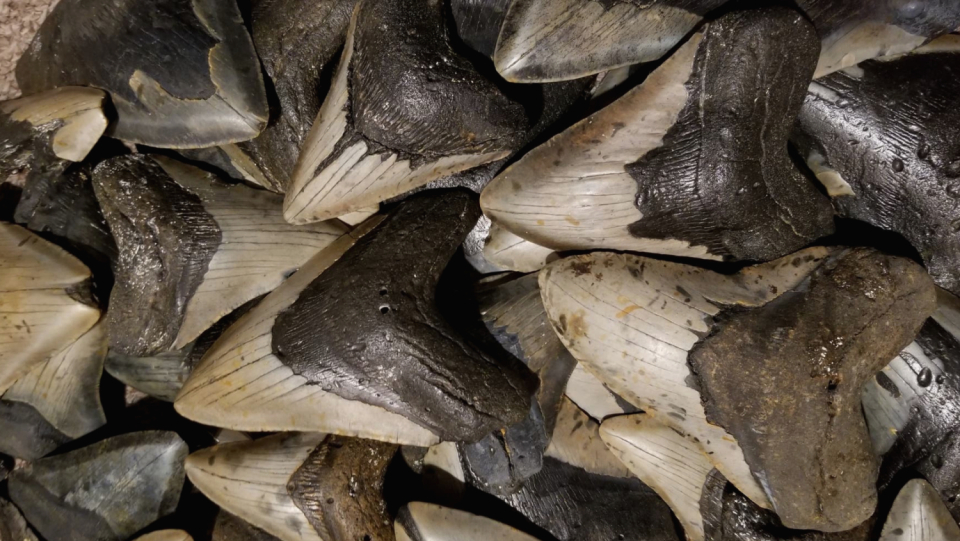 Megalodon was a fearsome predatory fish - there's no doubt about that. However, its position in the food chain was probably even more impressive than expected.