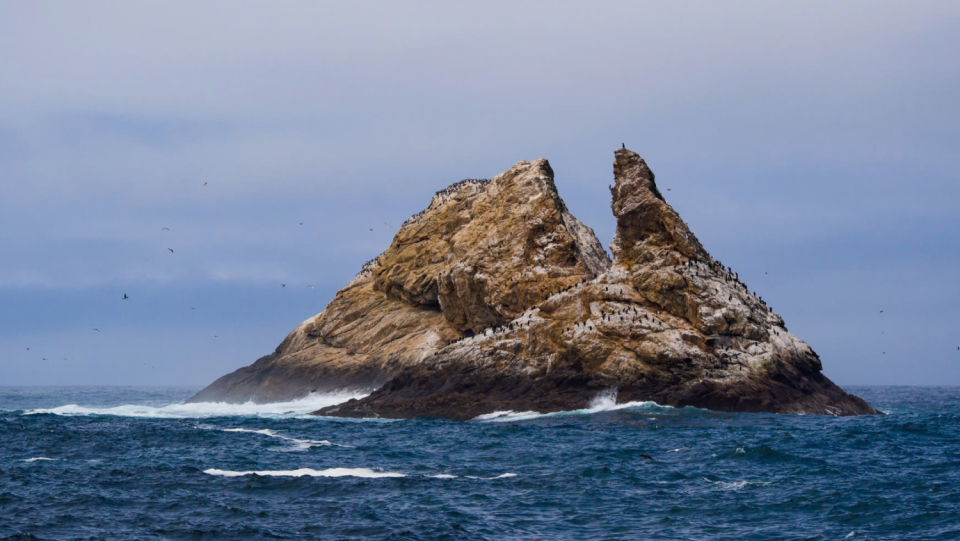 Southeast Farallon Island is small, but home to thousands of mice. And the rodents are very hungry all year round - to the detriment of pristine nature.
