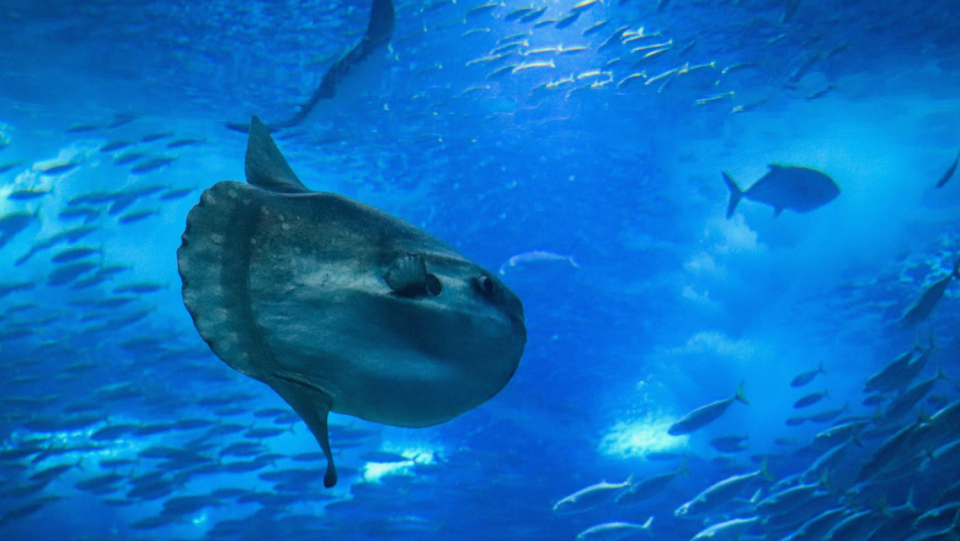 Sunfish are quite bizarre sea creatures. Now a special specimen has been washed up on a beach – with impressive weight.