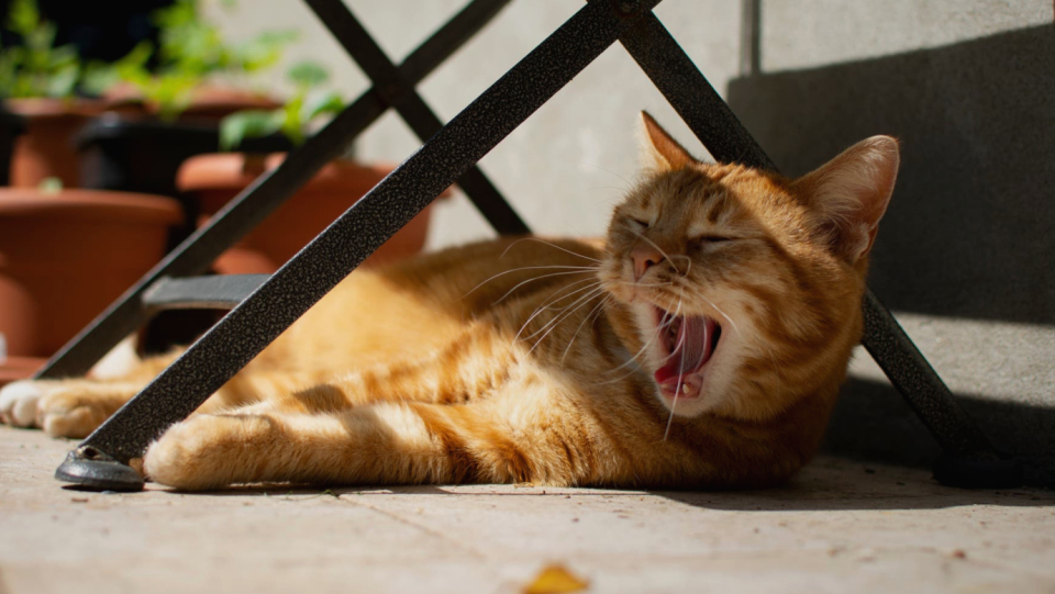 Temperatures beyond the 30 degrees also strain pets.
 Your breathing, your saliva and your ears help you cool, explains veterinarian Michael Leschnik.