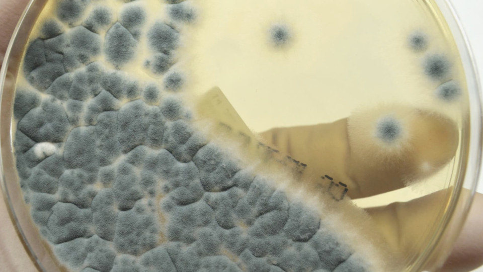 Everywhere it is found, the Schimmelwilz Aspergillus fumigatus has the potential to infect people severely.
He is becoming increasingly uncooperative.
The cause is probably agriculture.