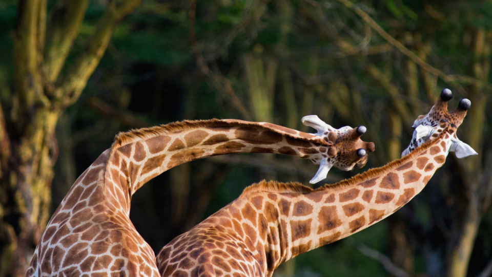 Did the long neck give the animals an advantage in the fight for sexual partners? A study provides new clues.