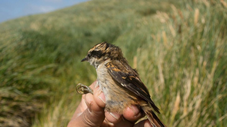 Panticulars are small, brown birds from South American undergrowth.
 But a few of them have conquered a treeless island.
 They turned out to be a new species of birds.