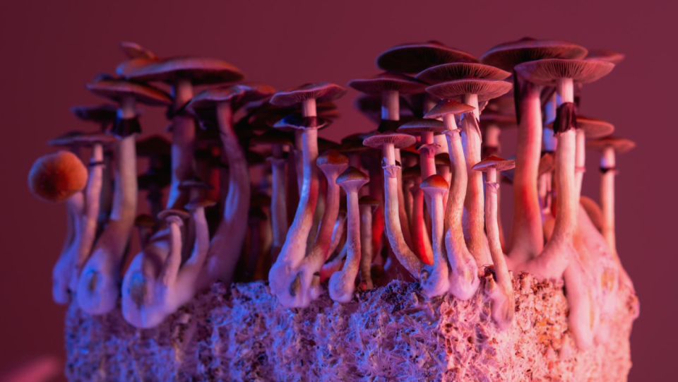 Psilocybin, the compound that gives "magic mushrooms" their intoxicating effects, also aids in the treatment of depression and other illnesses. Now, neuroscientists are examining what he actually alters in the brain.