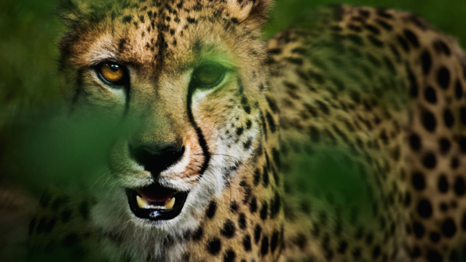 The cheetah returns to India - 70 years after the person has eradicated him there.
 It starts with eight big cats from Namibia.
 But the relocation is controversial.