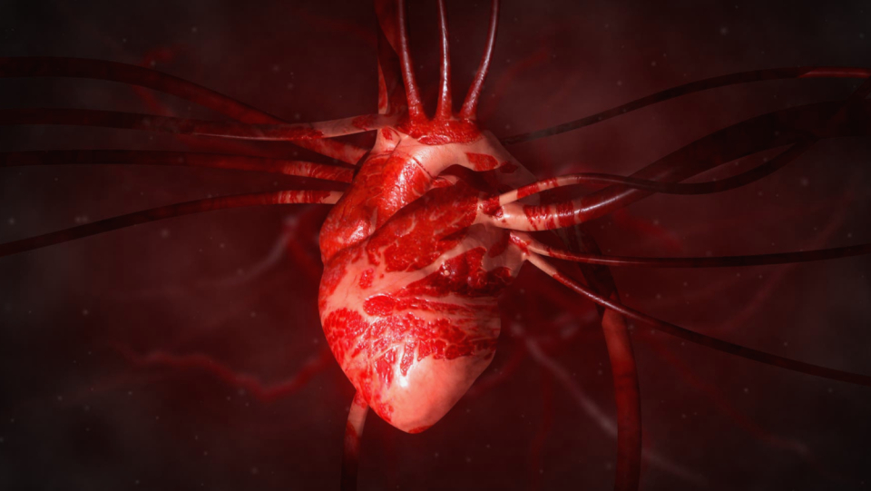 Researchers were able to protect the organs of a dead pig temporarily using a new perfusion system. Organ transplants would be a particularly interesting application of the strategy.
