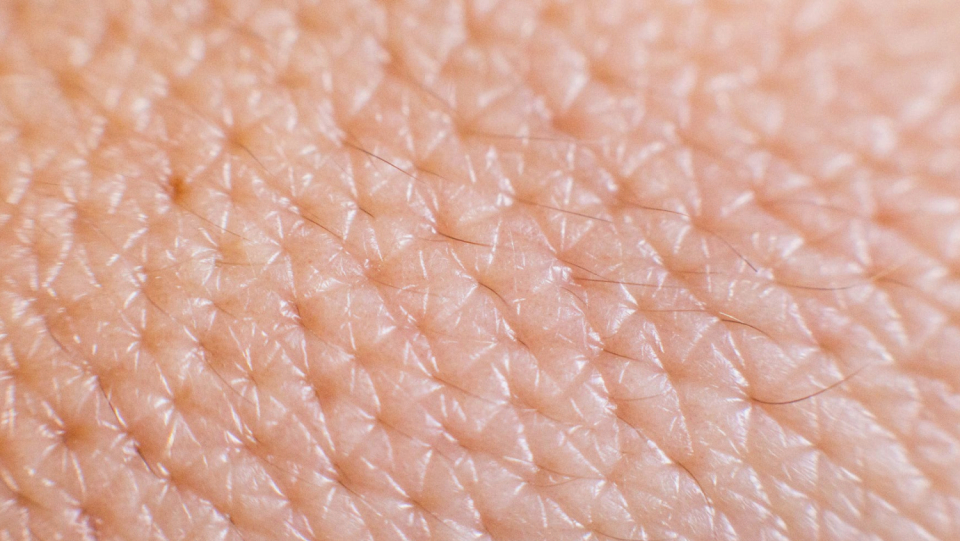 Our face is full of small roommates: According to a study, hair balm mites could soon enter into a permanent existence.
 Your genome is already significantly reduced.