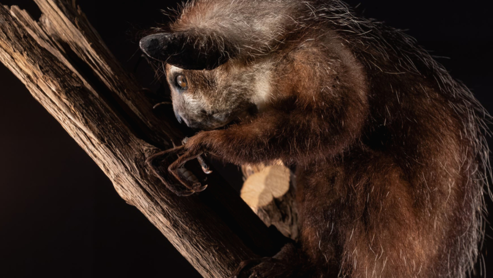 The Aye-Aye is considered an accident messenger in parts of Madagascar and has also become rare.
 The type of lemur enables fascinating insights.