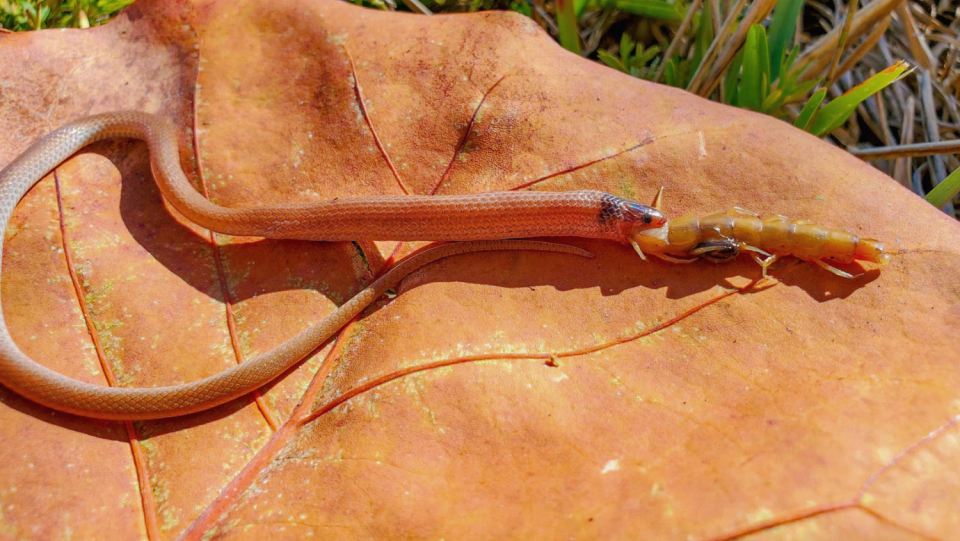 Hundertfüßer are known for their toxic bites.
 But sometimes they cause the death of opponents in a different way, as a bizarre find in Florida shows.