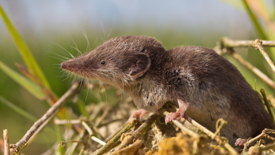 Since 2018, 35 people have been infected with Langya henipavirus. Presumably, it is transmitted by shrews. Now the pathogen must be further investigated.