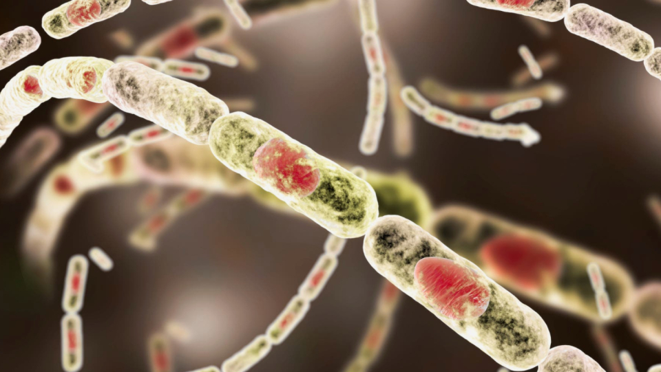 Bacterial spores wake up when conditions are favorable again. But how do you notice this when you have been lying rigid and without metabolism for decades?
