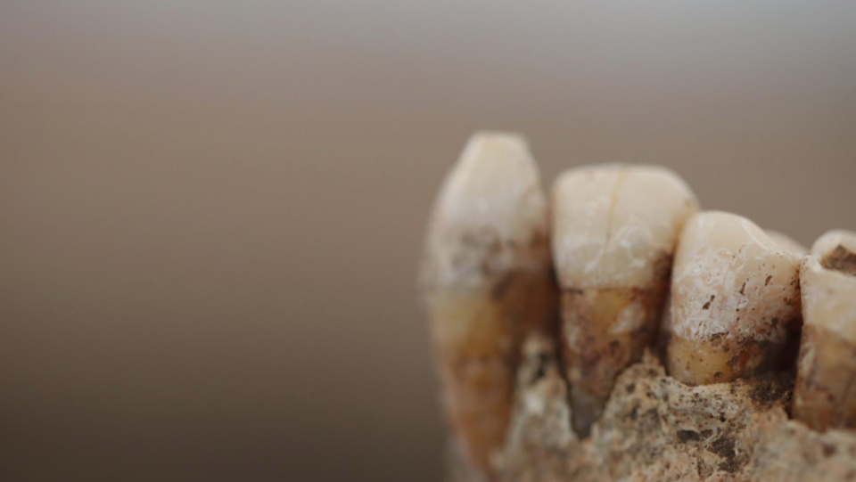 The genetic material in ancient tartar reveals the diet in prehistoric Italy. The data shows when cereals came on the menu – and meat suddenly disappeared.