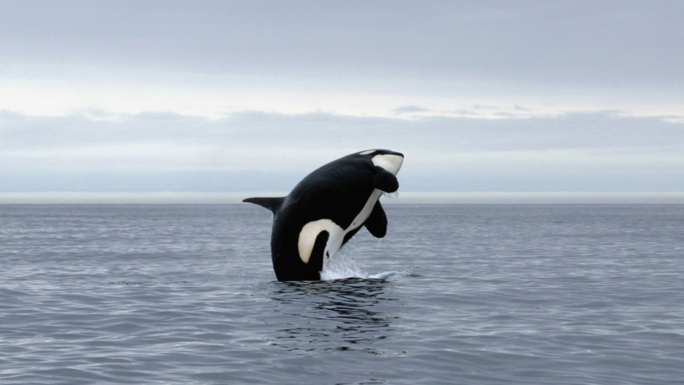Off Gibraltar and in the Gulf of Cádiz, a group of killer whales are attacking boats more and more often. The orcas deliberately destroy the oars and induce fishermen to turn back. What drives you to do this?