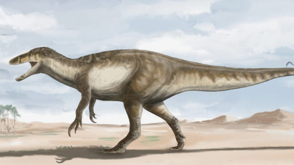Southern Argentina is where scientists discovered the largest megaraptor. The predatory dinosaur existed just before the Cretaceous Period mass extinction.