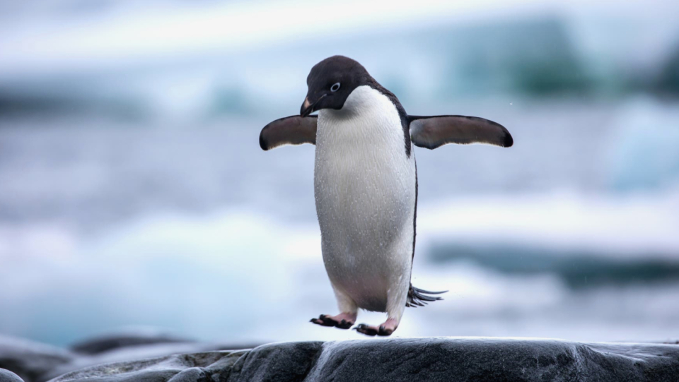 The penguins' original home is Zealandia.
 Climate change and mass extinction shaped their evolution.
 But the next climate change could be her last- for a curious reason.