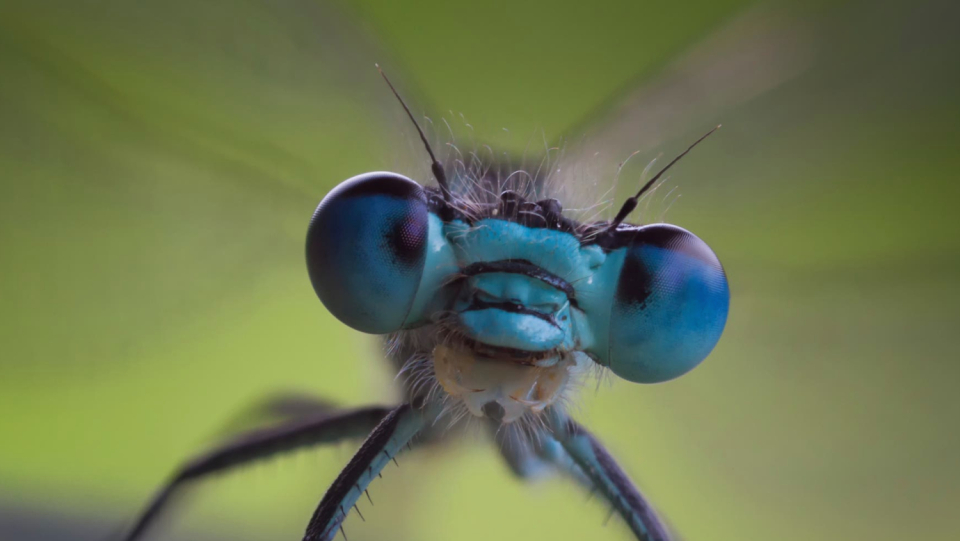 Drabs have been dominating the air for more than 300 million years.
 But man brings art -flying insects into trouble.
 Pesticides, climate change and destroyed habitats make their future uncertain.