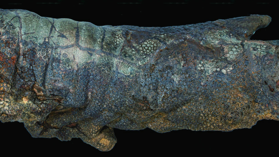 Supposedly, paleontologists only rarely find petrified tissue of dinosaurs.
 But as shreds of dinosaur skin from the USA suggested, such games may have been simply overlooked.