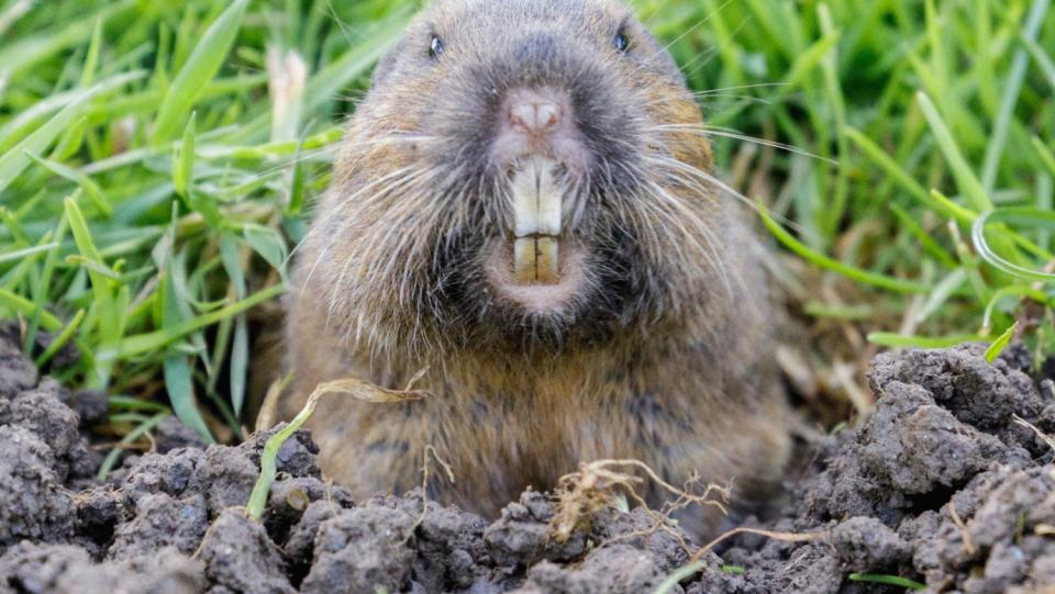 They fertilize and harvest roots that protrude into their tunnels.
 We are talking about the southeastern pocket rat, which provides sufficient food supplies with a kind of agriculture.