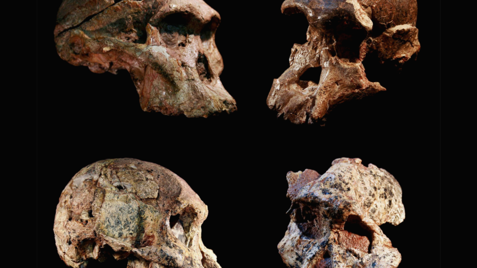 In a cave of Sterkfontein in South Africa, the remains of early people of the genus Australopithecus were located.
 As a new dating showed, the fossils are much older than assumed.
 So was there the cradle of mankind?