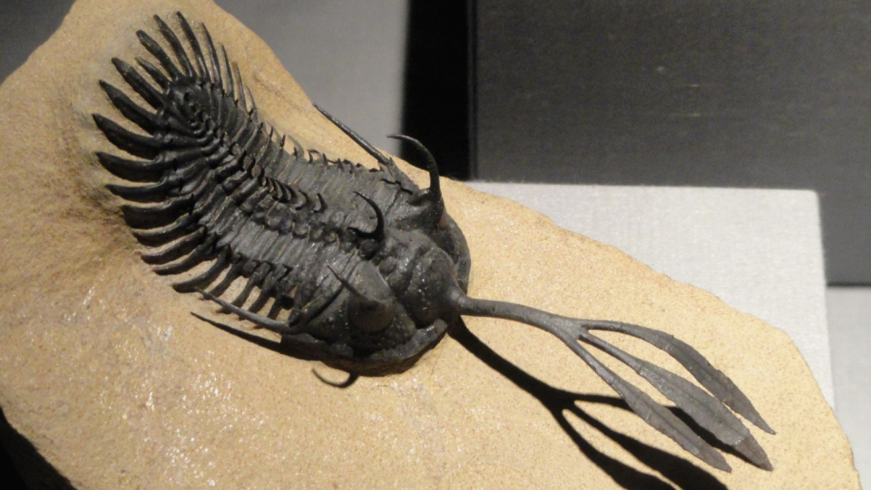 A strange giant process on the head of a primeval sea animal served for mating struggles.
 It is the oldest indication of such duels between males of a kind.