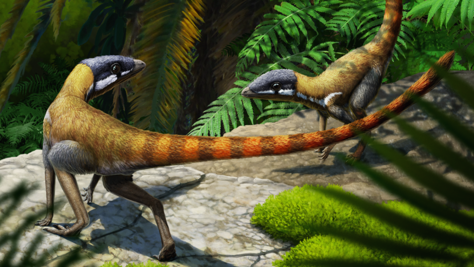 The origin of the Pterosaurs is still mysterious.
 Now the physique of an early relative shows that their evolution may follow known paths.