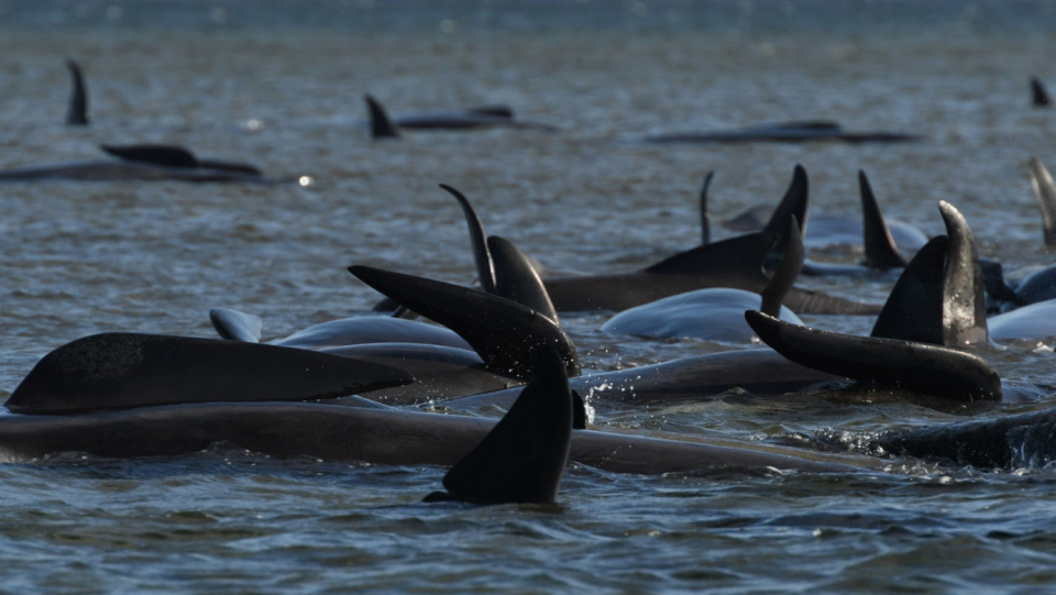 Numerous whales are stranded on the west coast of Tasmania. Exactly two years ago, a similar drama took place there. What attracts marine mammals near the coast?