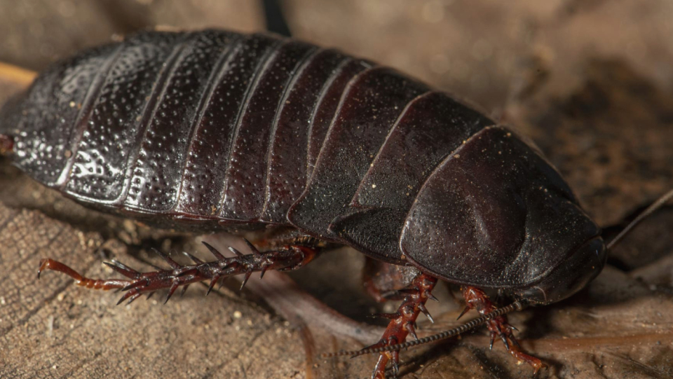 Nobody had observed the insect for decades.
 But under the first stone that a biologist picked up on his island visit, the mythical animal was found.