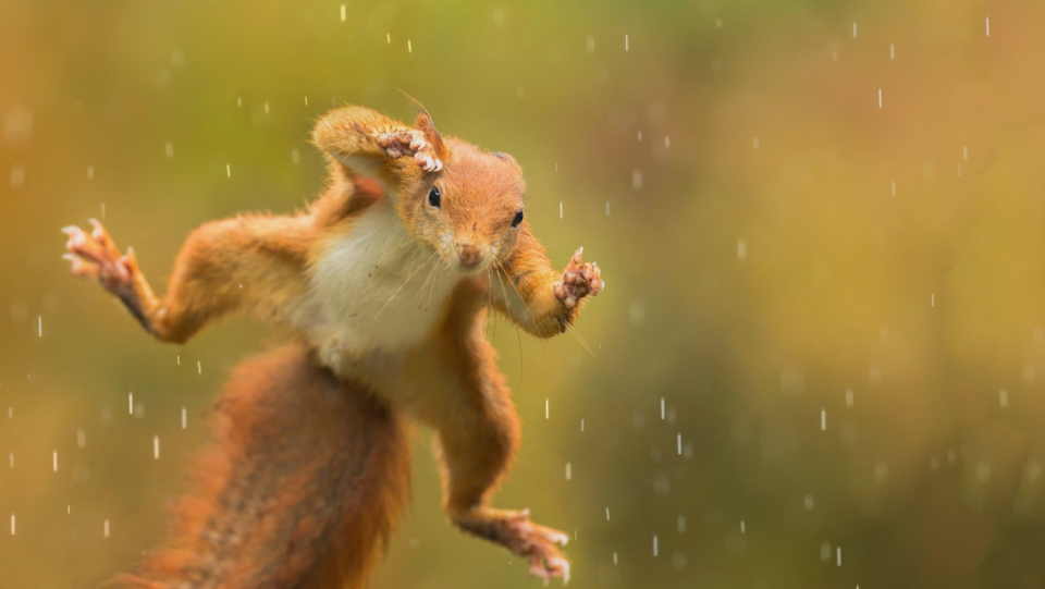 Squirrels are great animals.
 There is hardly anything more relaxed than watching them around on a tree or nibbling a nut.
 But if you want to get biodiversity, it is worth taking a look at mathematics.
 Because the squirrelpox is rampant among them!