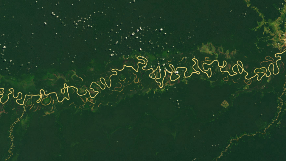 The lush biodiversity of the Amazon could partially be due to the dynamics of the branching rivers: they act like invisible fences, the bird populations and again and again, in order to then combine them again.