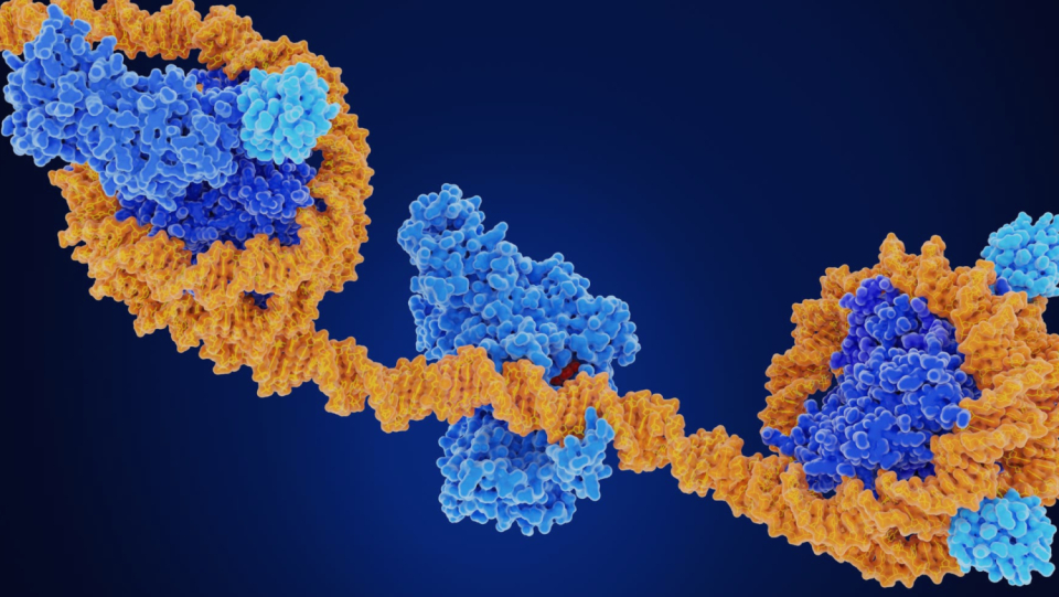 The pandemic coronavirus disrupts a chemical change in DNA structural proteins. As a result, the DNA curls up tighter and genes are no longer read.