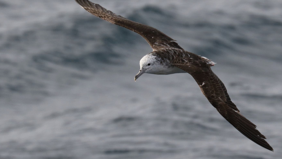 Albatrosses, shearwaters and co are masters of the skies. They even fly specifically into the middle of hurricanes, where they are looking for more safety.