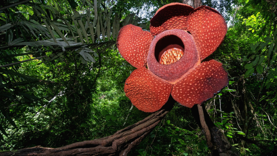 The bizarre genome of the largest flowering plant in the world reveals what parasites are capable of: they steal, extinguish and duplicate DNA and maybe even manipulate the genes of their host.
 However, a number of details are still unclear.