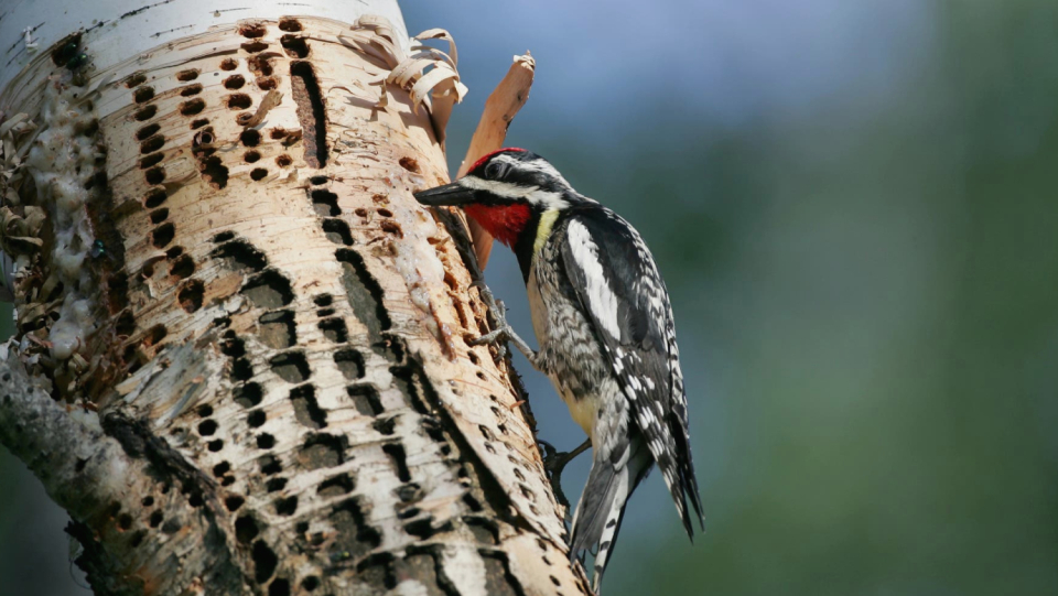 Unlike most mammals, birds lack a sense of sweetness. Woodpeckers, however, make an exception to this - with another special exception.