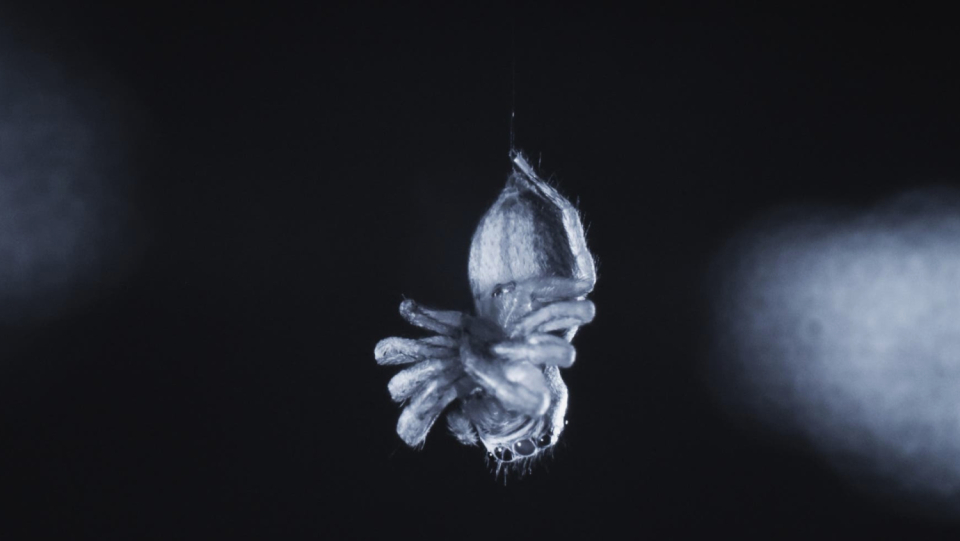 Spring spiders twitch when they sleep.
 Do you dream?
 Most likely, as a new study says.
 This would make dreams much more common in the animal kingdom than before.