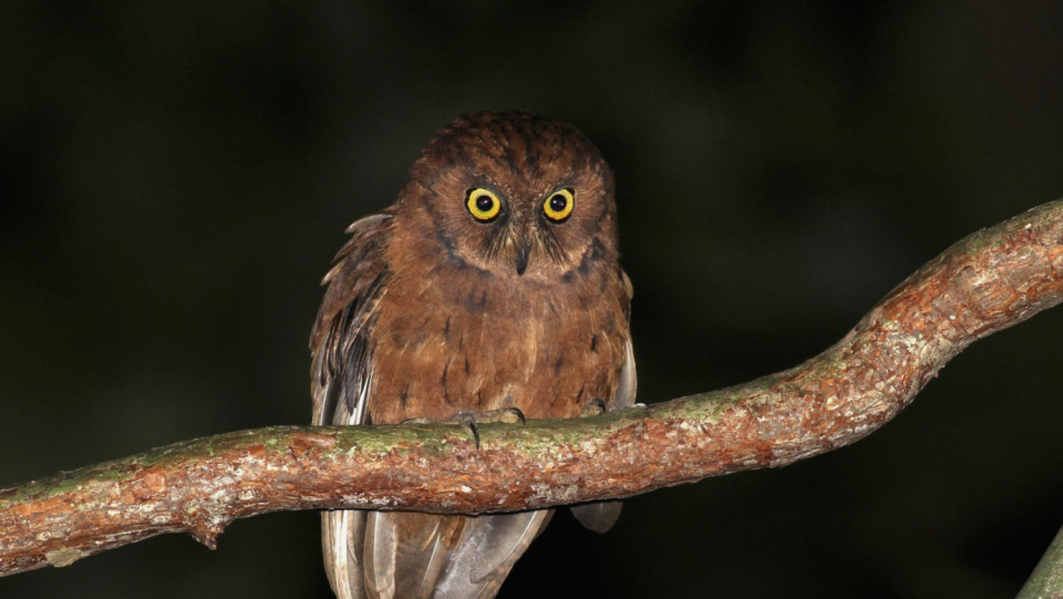 For decades she remained hidden from science, only her voice was known. Now biologists have finally discovered the corresponding owl species from the island of Príncipe.