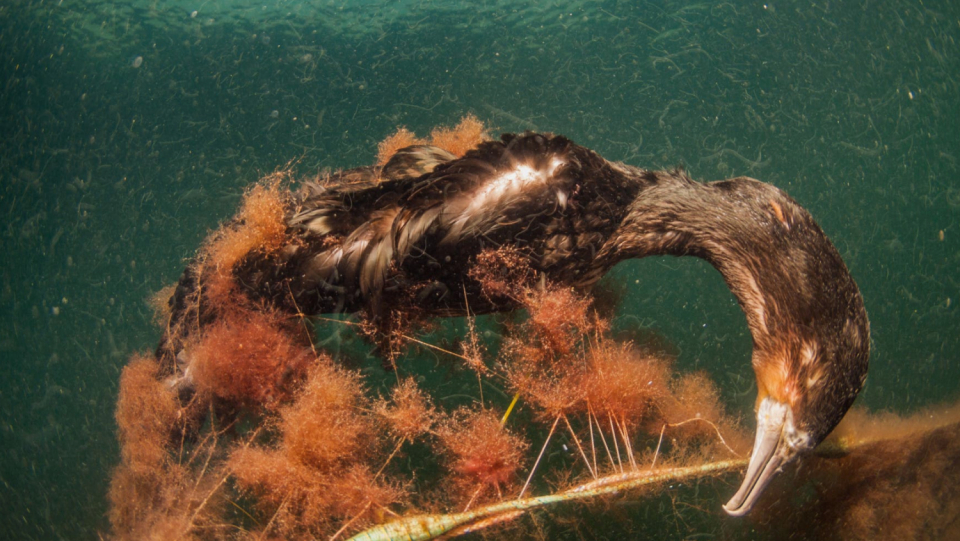 Riding network balls threaten birds, fish, sharks and other animals.
 However, such spirits are dangerous and complex.
 Trained divers, GPS and Sonar should help.