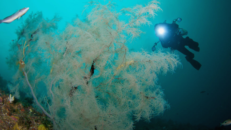 A strong heat wave in the ocean around the New Zealand South Island has consequences: For the first time, sponge reels bleach over a large area.