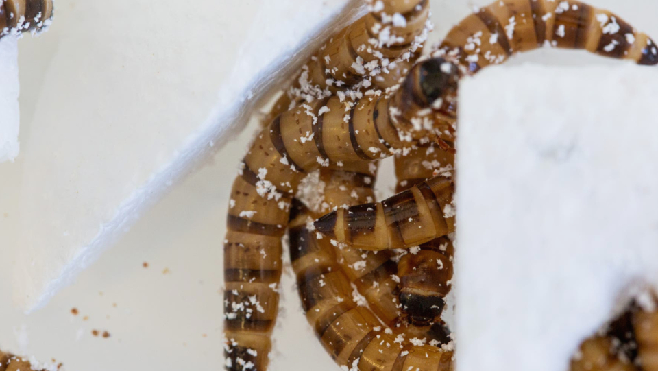 The larvae of the large black beetle can survive on plastic.
 The new possibilities for processing the garbage flood may open on our planet.