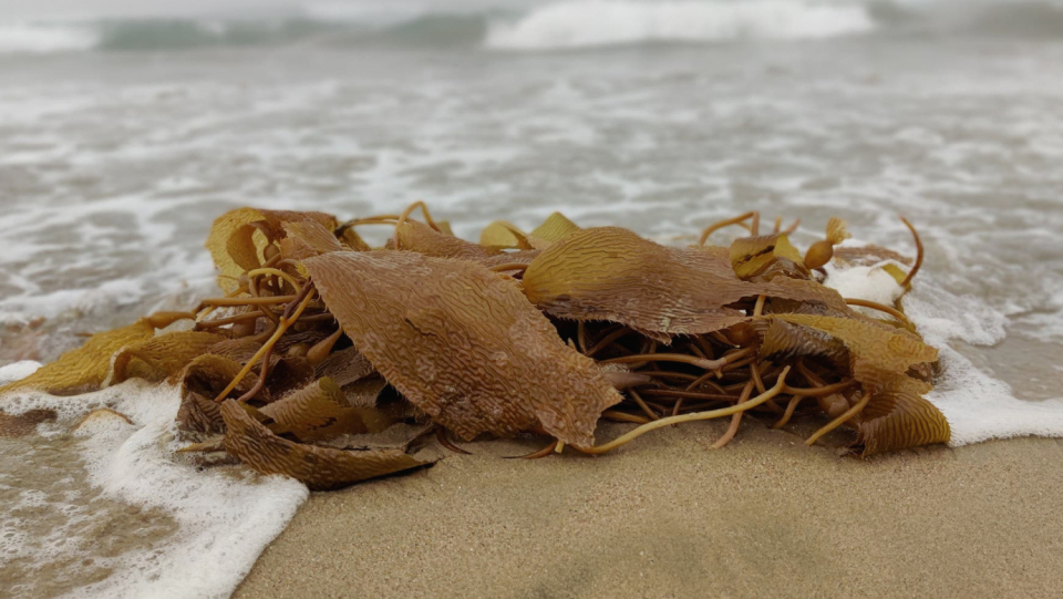 Rafts from seaweed carry the stars, assels and crabs over the southern ocean.
 This could also help them adapted to climate change.
