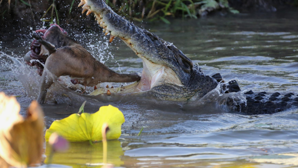 For a very long time, Australia's groin crocodiles suffered because their skin produced high-quality leather. They multiply rapidly once more as a result of a larger meal plan.