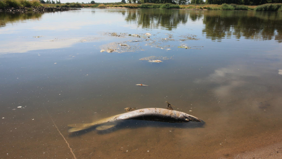 The death of fish in the Oder has reached the Baltic Sea coast. The cause is unclear. Water expert Sascha Maier explains in an interview how the river can now be protected.