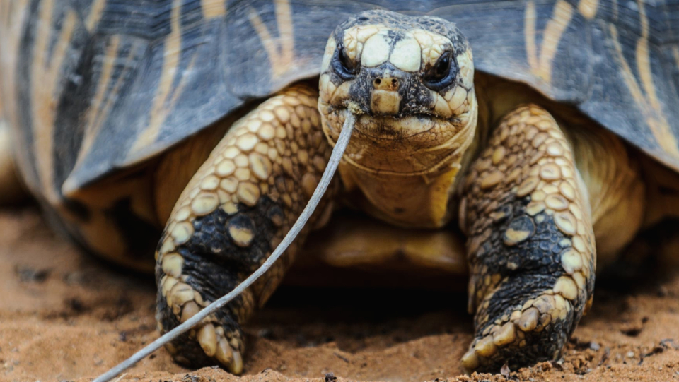Researchers have discovered that many species, including powerful turtles, lizards, and crocodiles, are in danger of extinction.
It turned out that two orders were particularly in jeopardy.