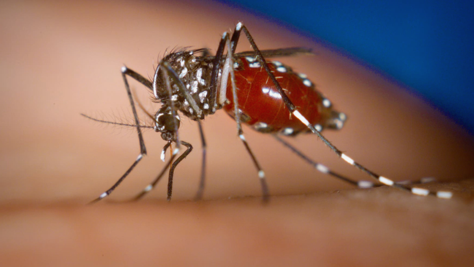 Apparently, the Asian tiger mosquito has survived the winter in an allotment. As a result, the animal can now multiply effectively. The mosquito transmits various dangerous pathogens.