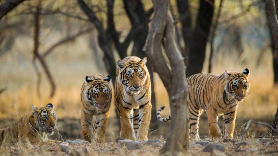 Good news from South Asia: The number of big cats is growing again, especially here.
 In other regions, on the other hand, it still looks bad for tiger.