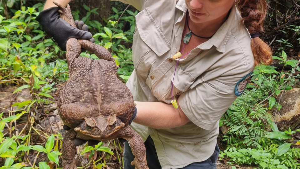 Agacles have a notoriously bad reputation in Australia: the introduced amphibians eat through the domestic fauna- especially when they grow up like this.